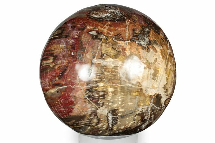 Massive, Colorful Petrified Wood (Araucaria) Sphere - Madagascar #339338